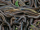 500 snakes surprise construction workers