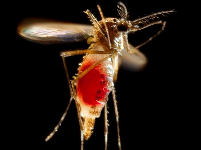 Indians test positive for Zika virus in Singapore
