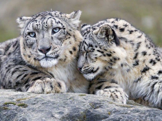 Snow leopard no longer 'endangered' Snow leopard no longer 'endangered'