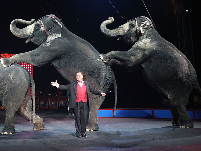 UniverSoul Circus returns to Baltimore after 2 year break - Vimarsana News