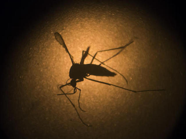 Zika virus a concern for poor urban areas along Gulf Coast