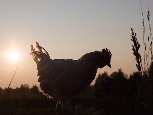Roosters_1475182913724_47130499_ver1.0_640_480.jpg