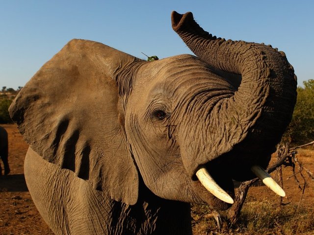 Trump stalls controversial decision on big game hunting Trump stalls controversial decision on big game hunting