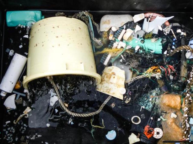 Scientists hope new enzyme will 'eat' plastic pollution