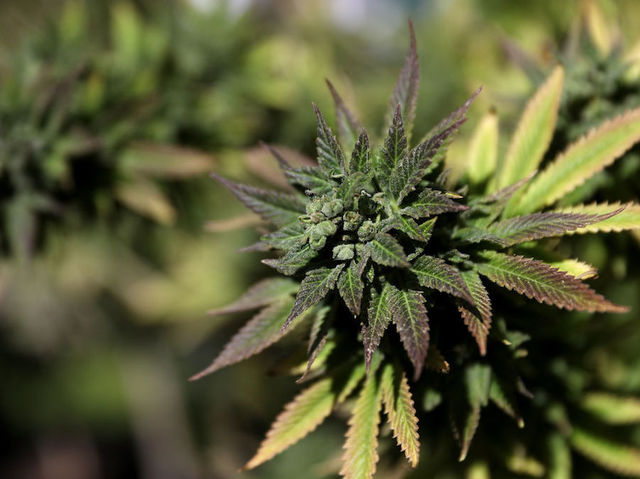 Wyoming workers were surprised to learn some plants they were caring for were actually marijuana