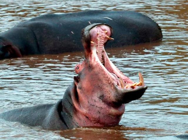 Hippo kills tourist taking photos in Kenya