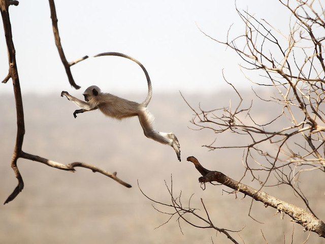 Monkey kills 12-day-old baby in India